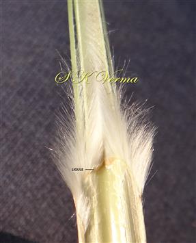  Ligule